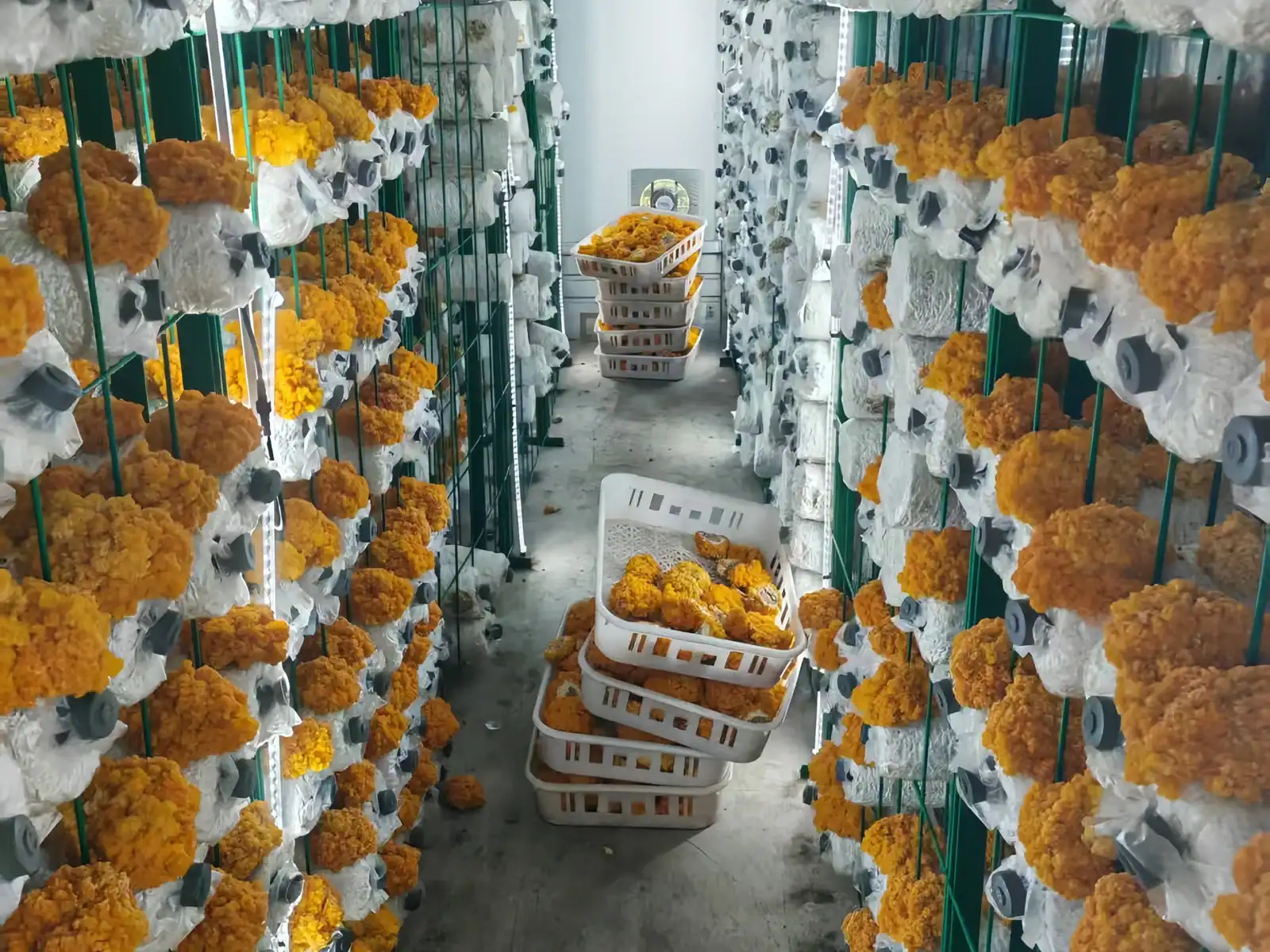 Smart Farm