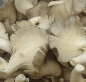 Oyster Mushroom