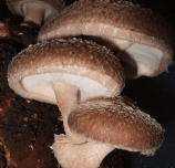 Shiitake