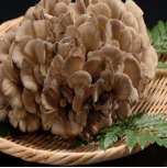 Hen of the Woods