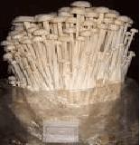 Enoki